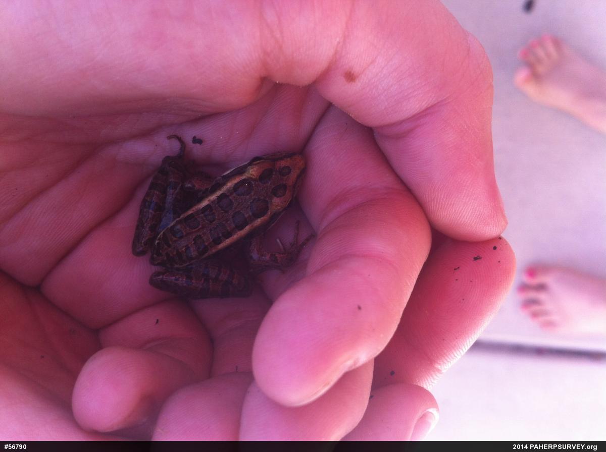 Pickerel Frog