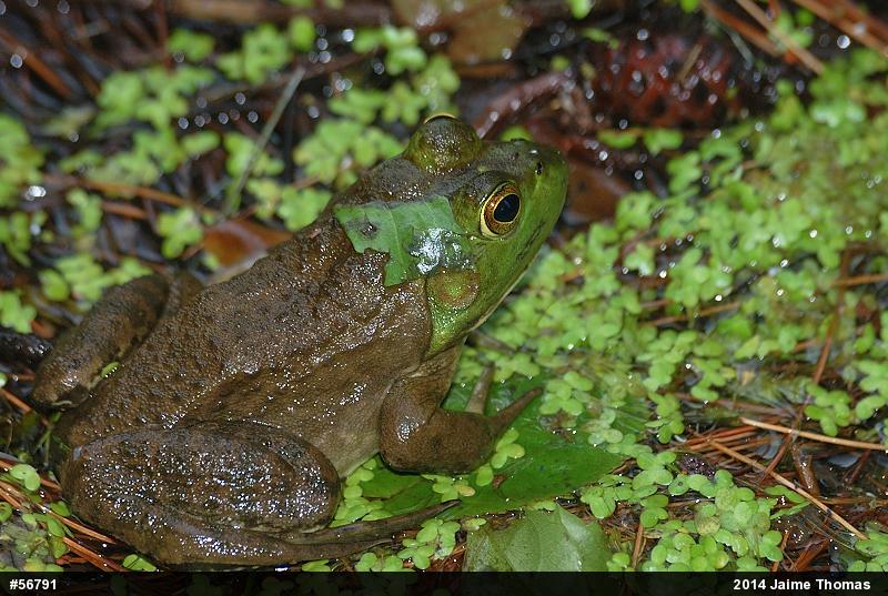 American Bullfrog