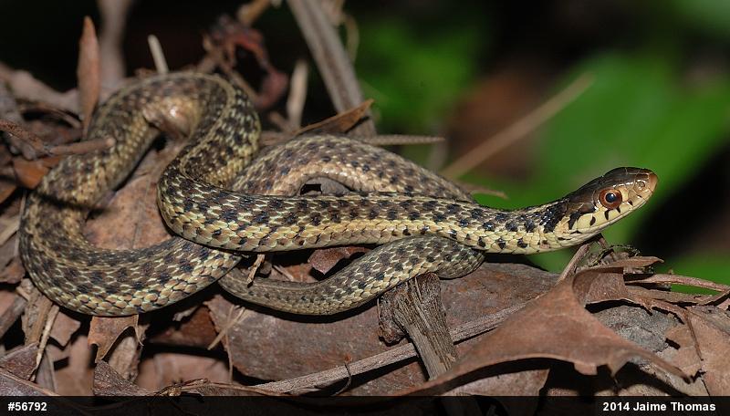 Eastern Gartersnake