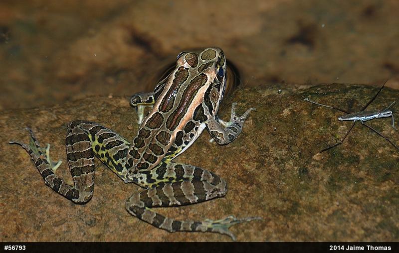 Pickerel Frog