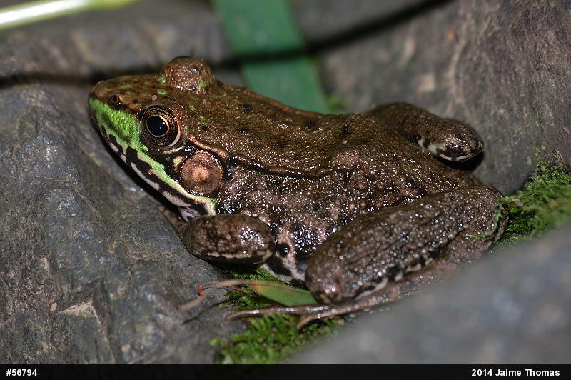 Green Frog