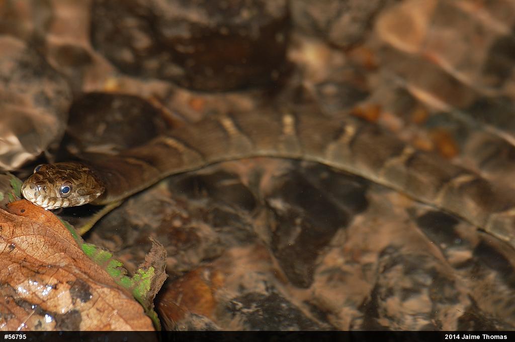 Northern Watersnake