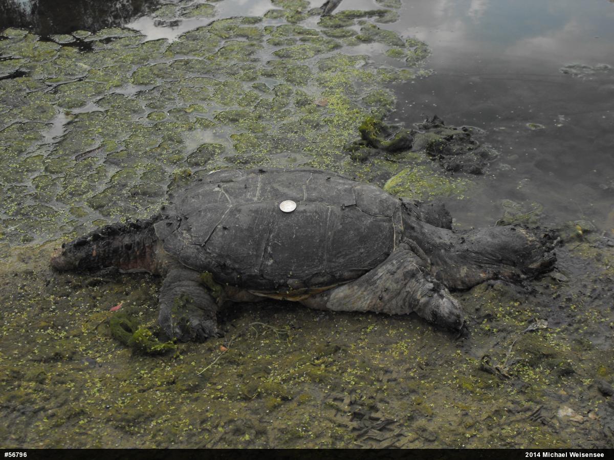 Snapping Turtle