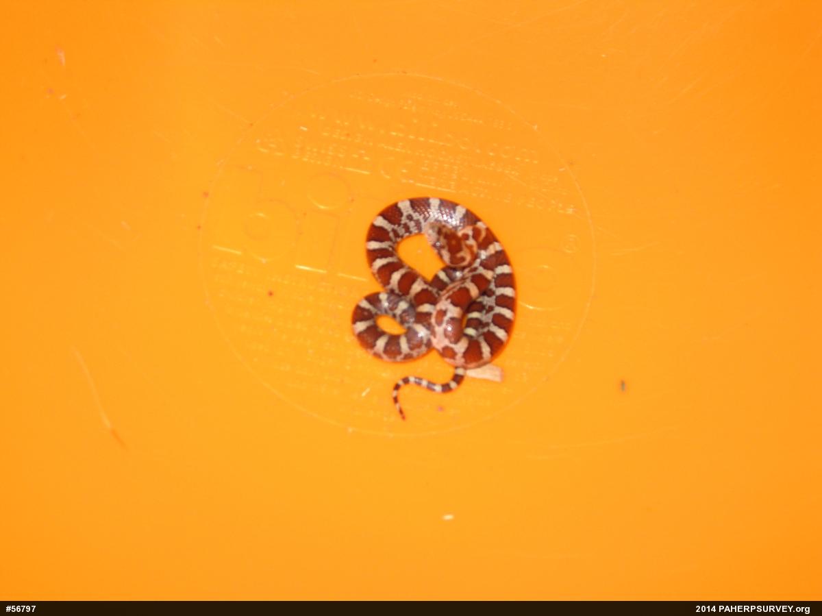 Eastern Milksnake
