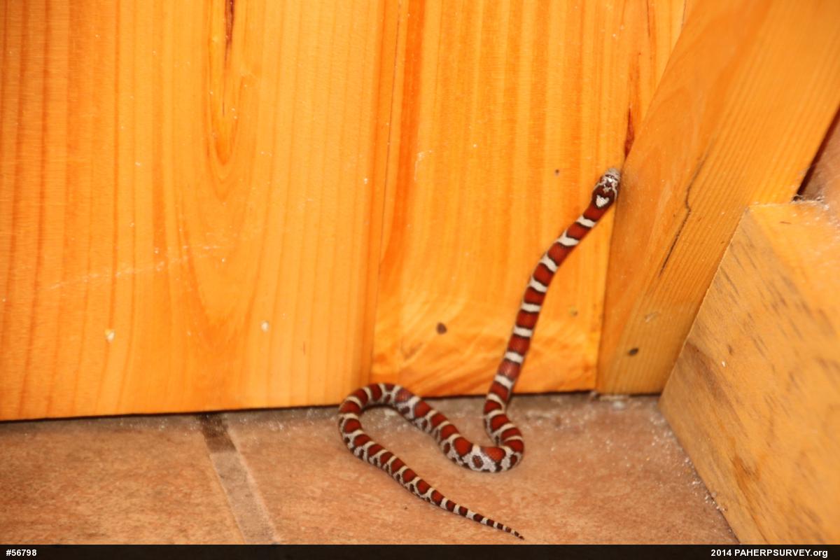 Eastern Milksnake