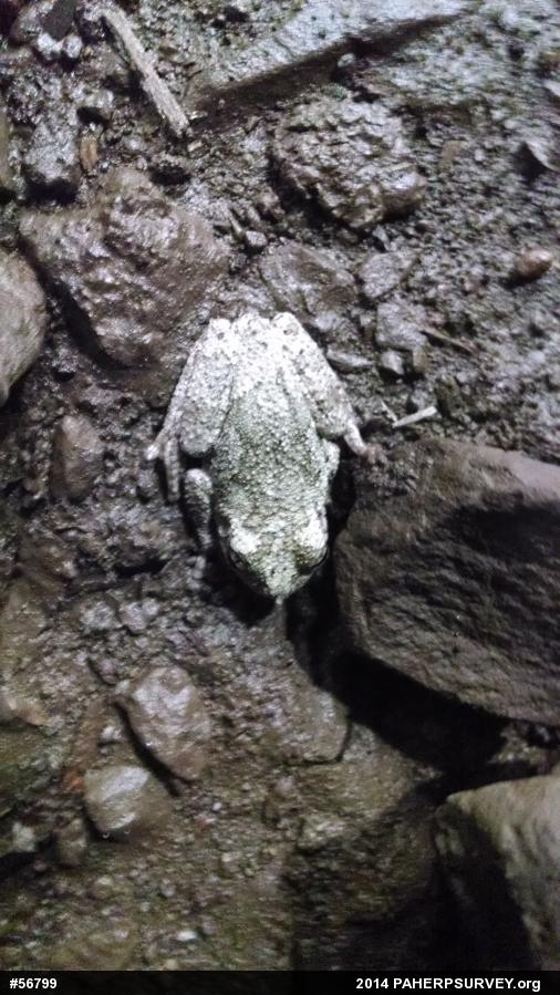 Unknown Gray Treefrog