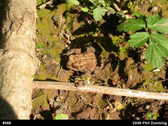 Eastern American Toad