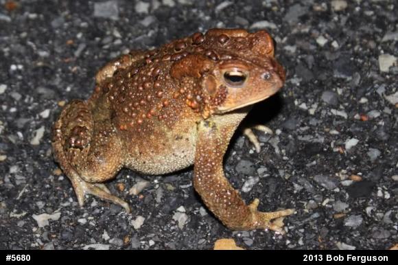 Eastern American Toad