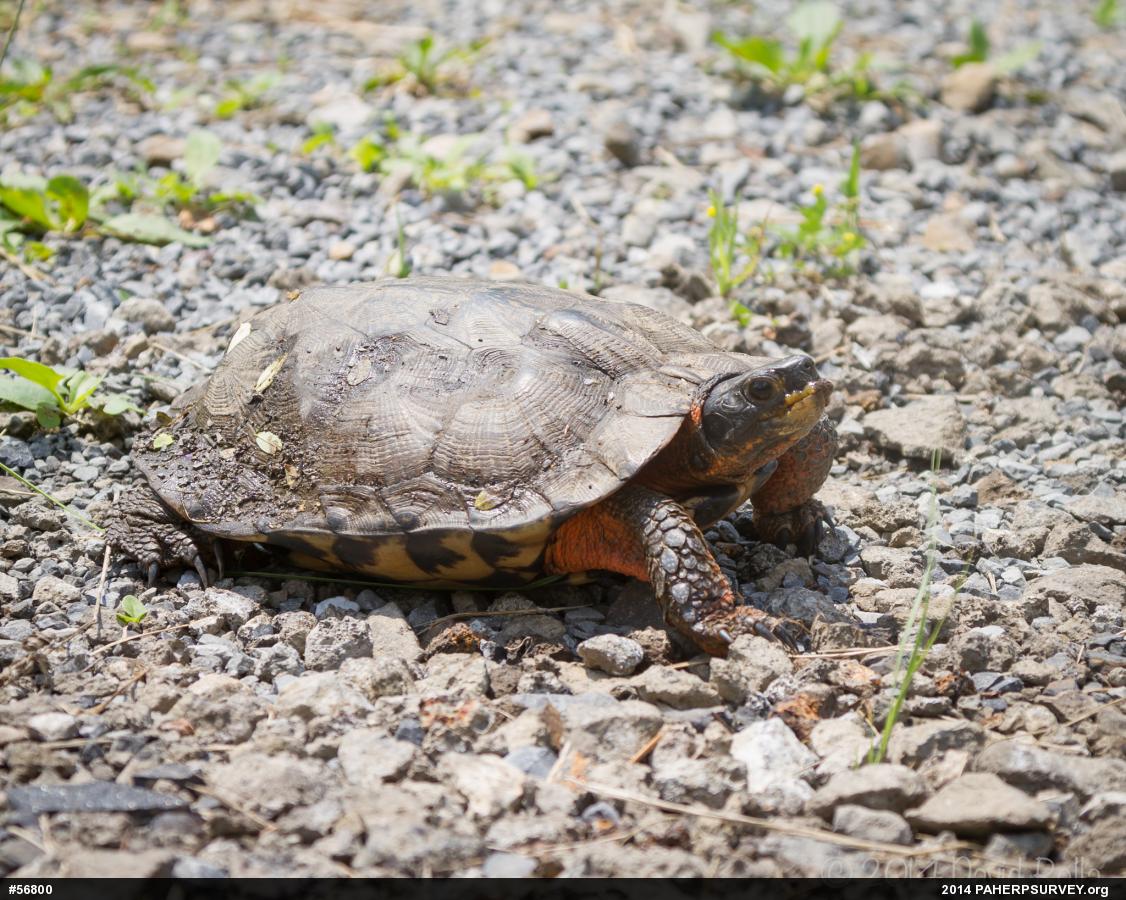 Wood Turtle