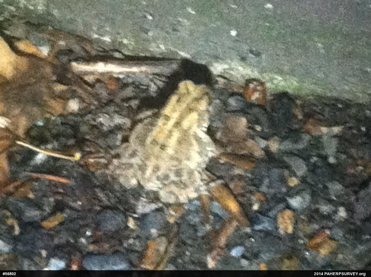 Eastern American Toad
