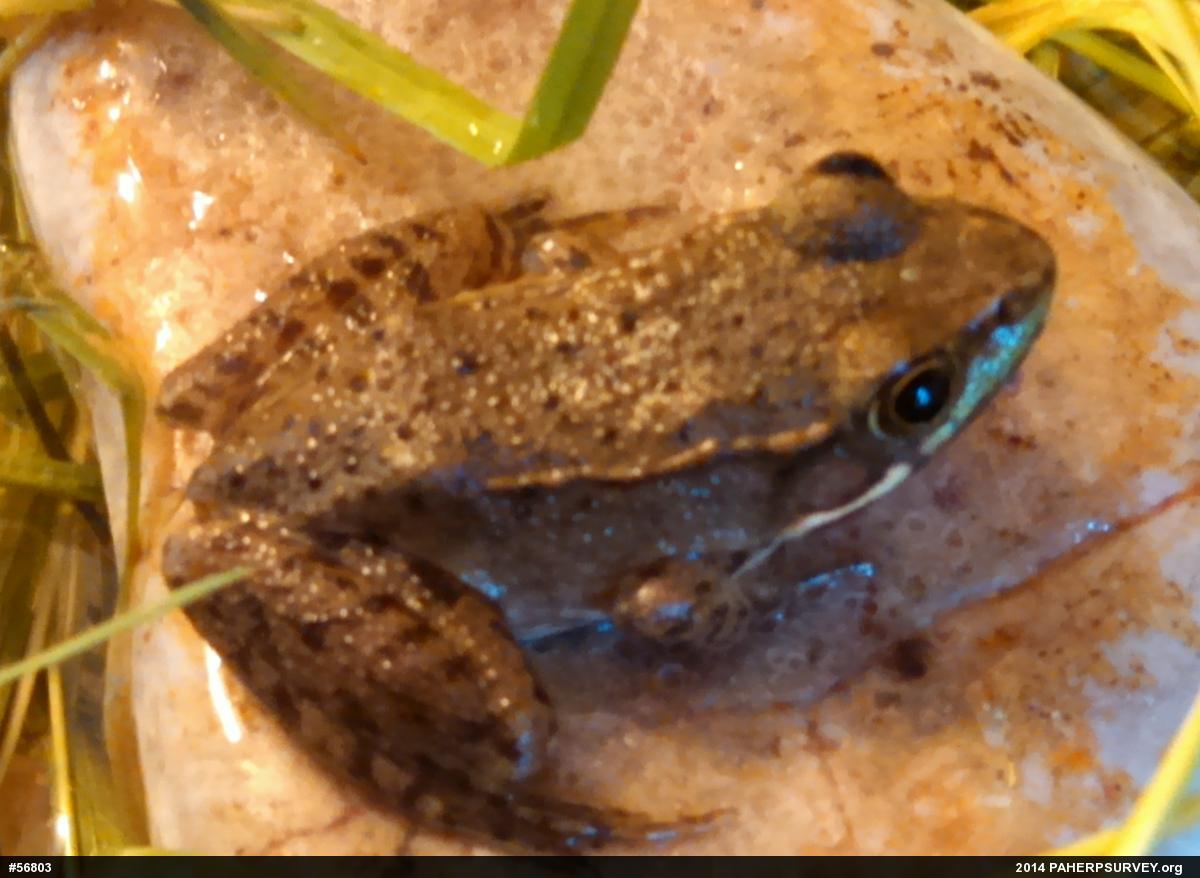 Green Frog
