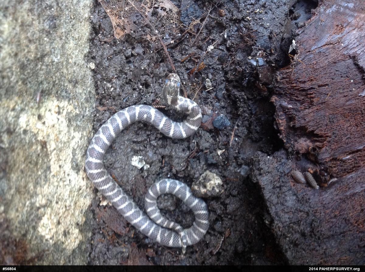 Eastern Milksnake