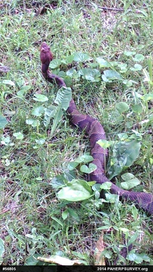 Northern Copperhead