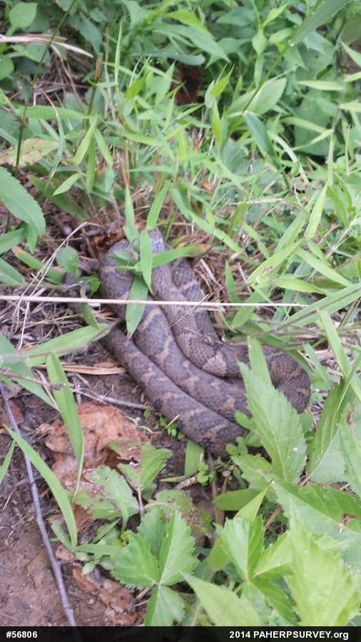 Northern Watersnake