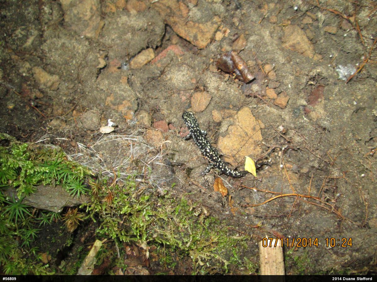 Northern Slimy Salamander