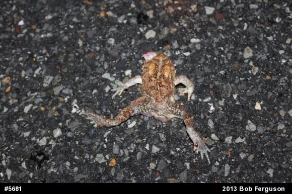 Eastern American Toad
