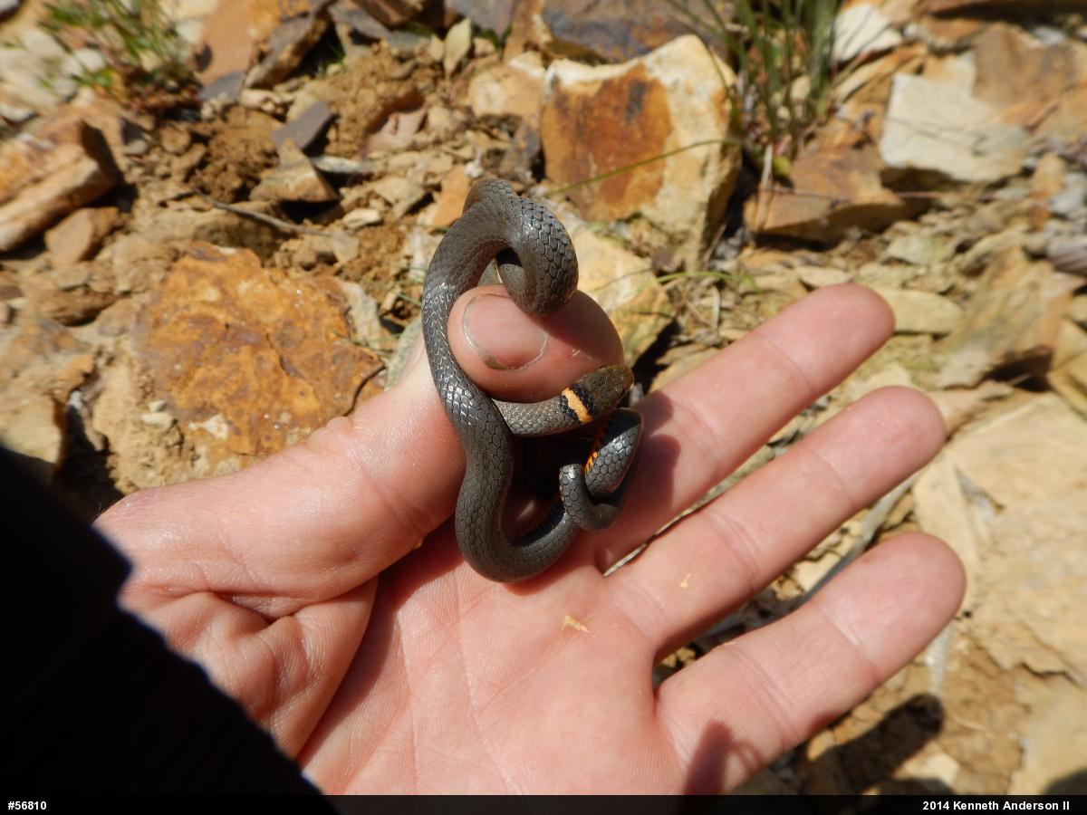 Northern Ring-necked Snake