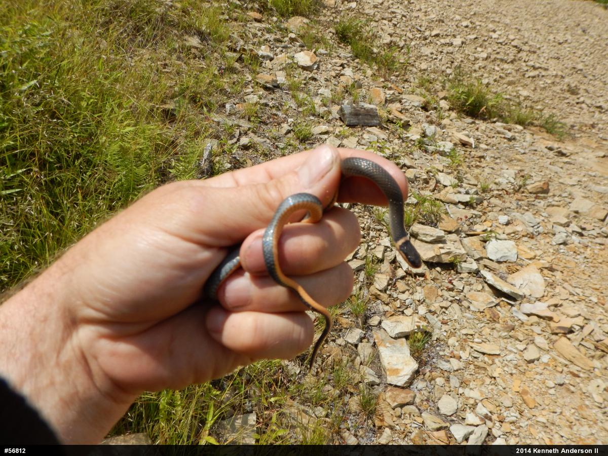 Northern Ring-necked Snake