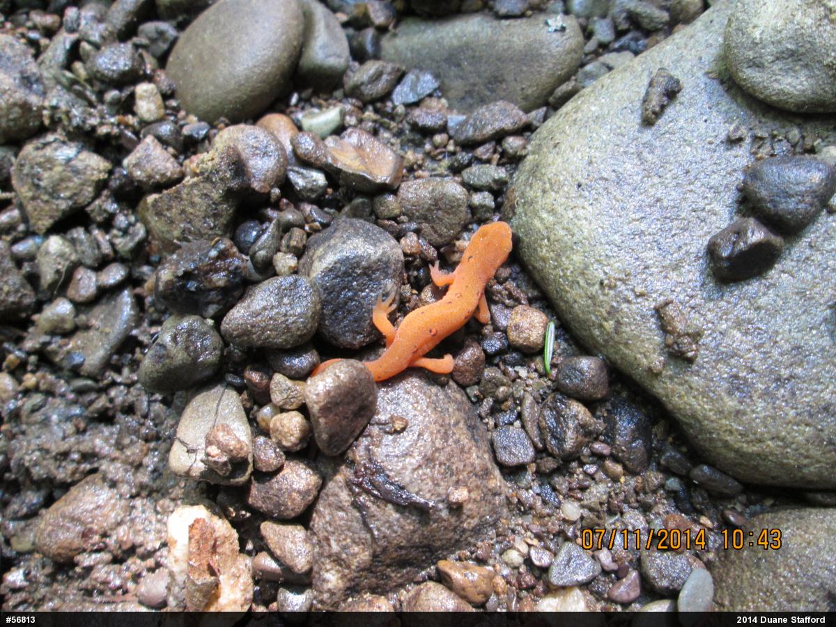 Red-spotted Newt