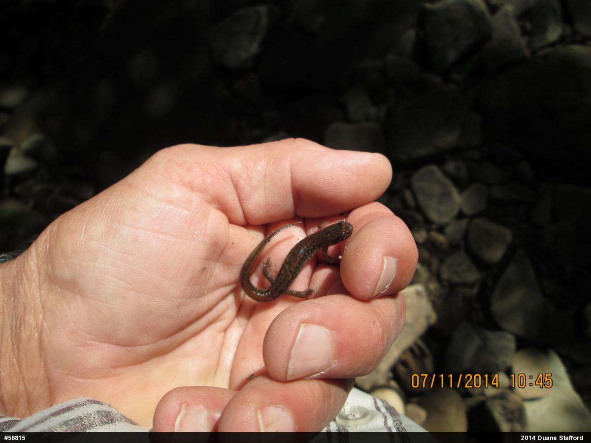 Northern Dusky Salamander