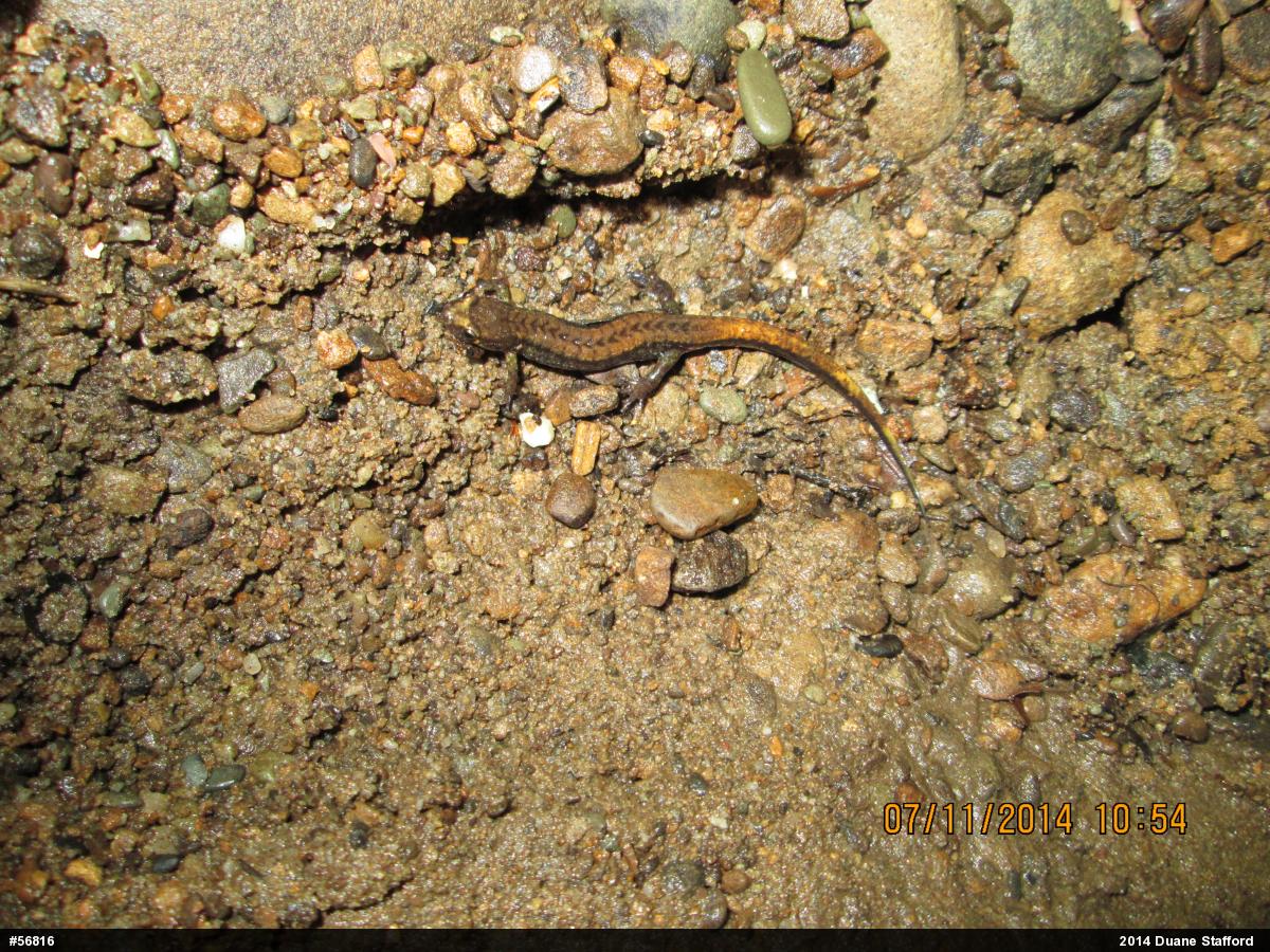 Allegheny Mountain Dusky Salamander