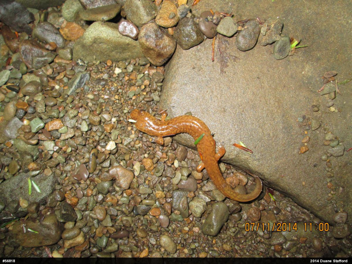 Northern Spring Salamander