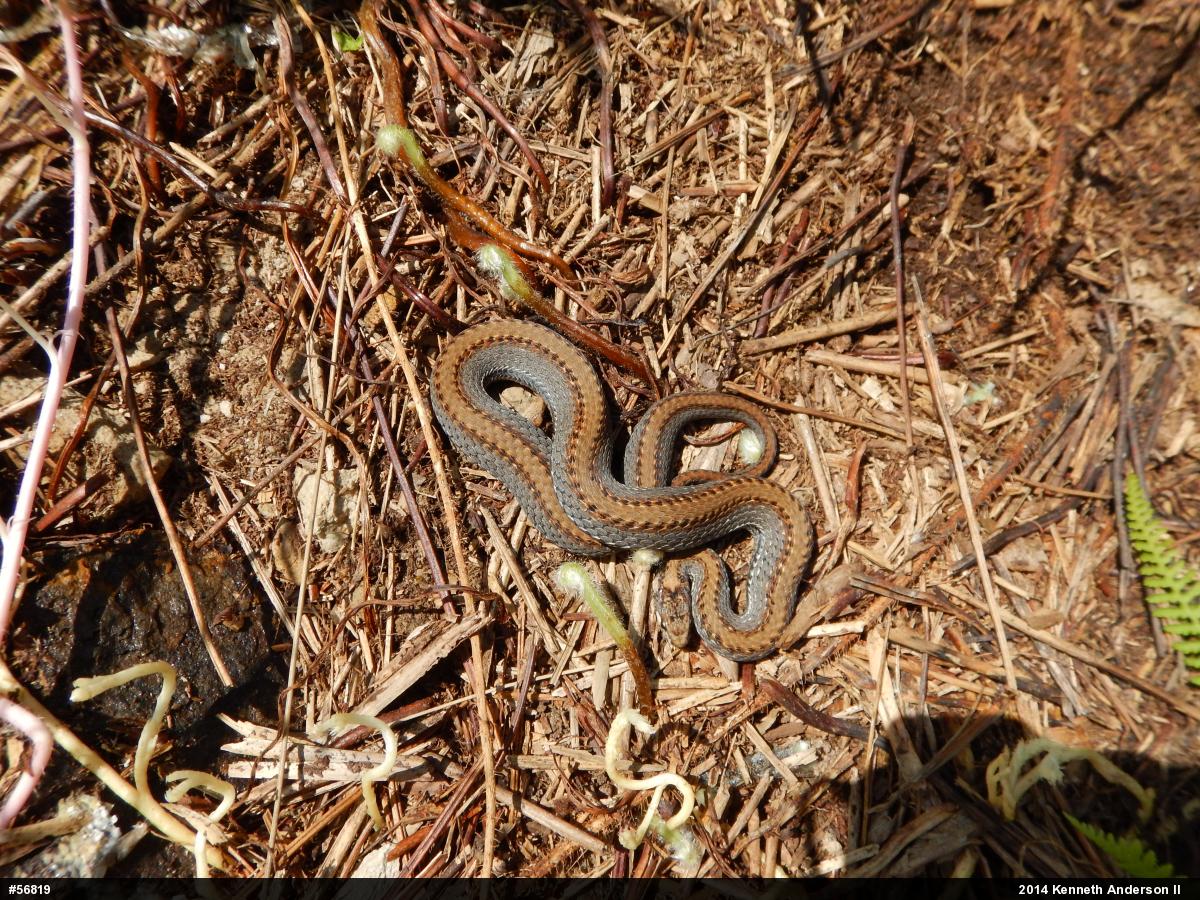 Red-bellied Snake