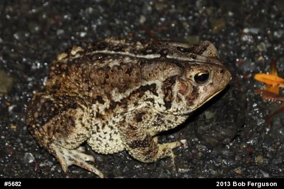 Eastern American Toad