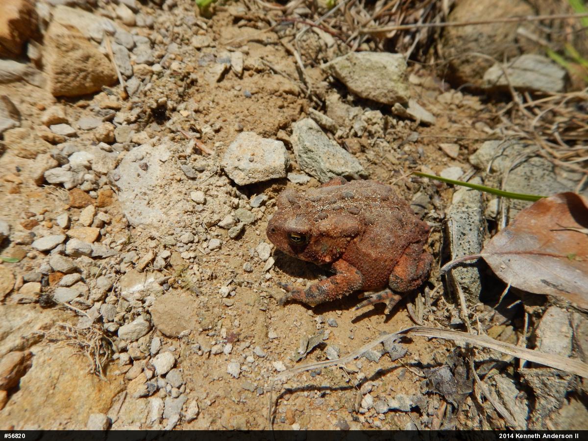 Eastern American Toad