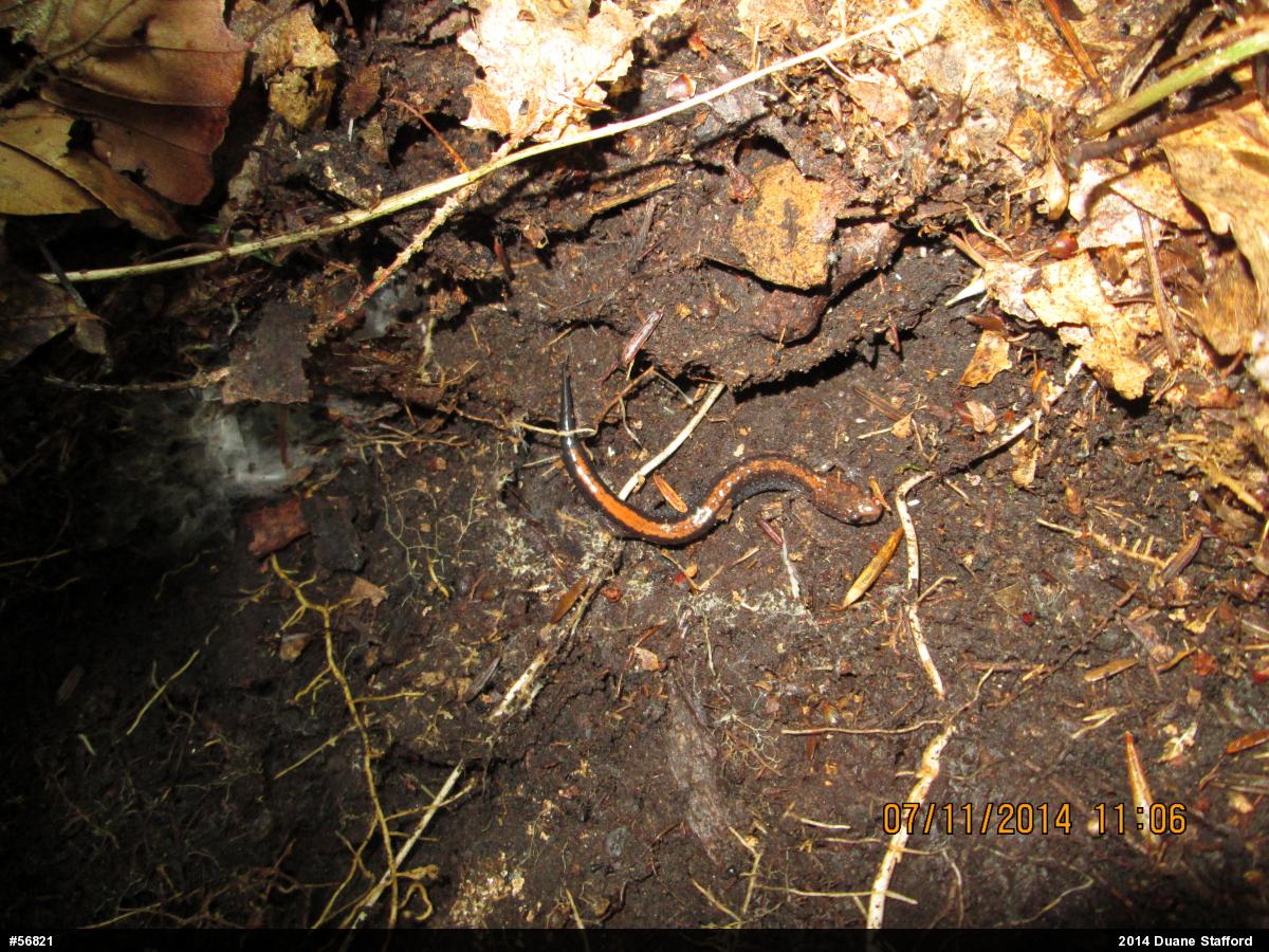 Eastern Red-backed  Salamander