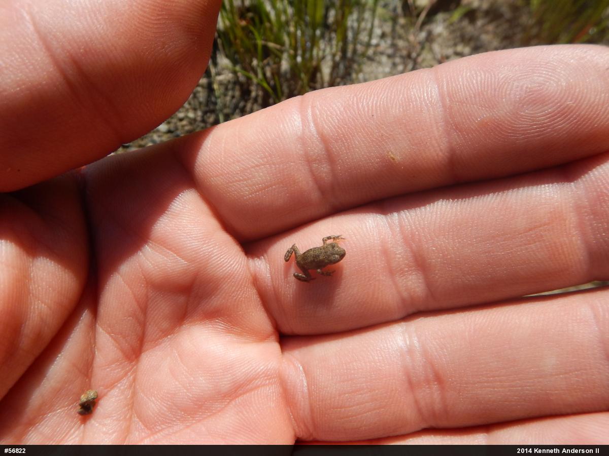 True Toads