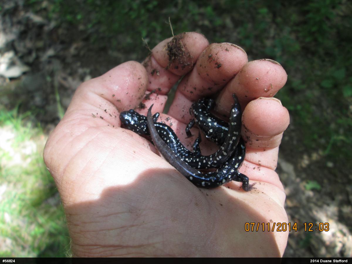 Northern Slimy Salamander