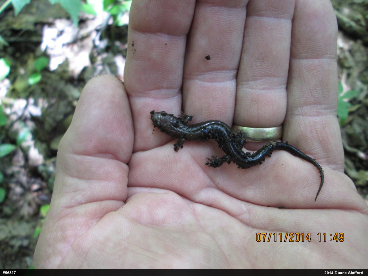 Allegheny Mountain Dusky Salamander