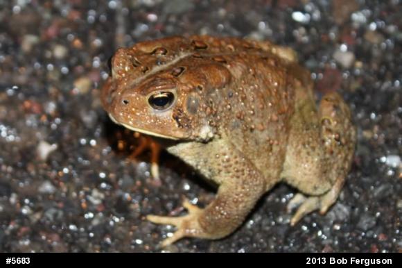 Eastern American Toad