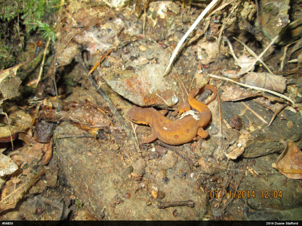 Red-spotted Newt