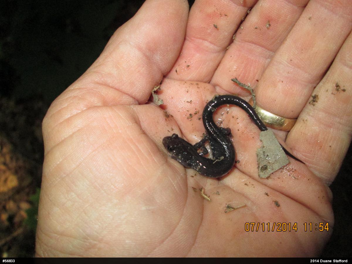 Wehrle's Salamander
