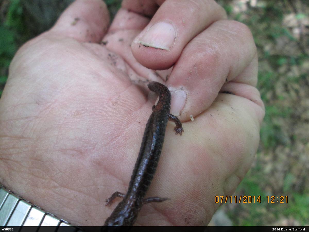 Eastern Red-backed  Salamander