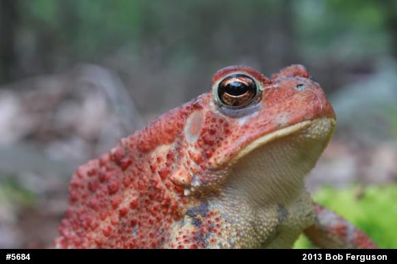 Eastern American Toad
