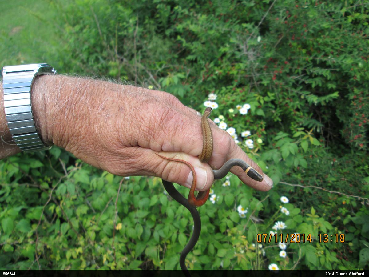 Northern Ring-necked Snake