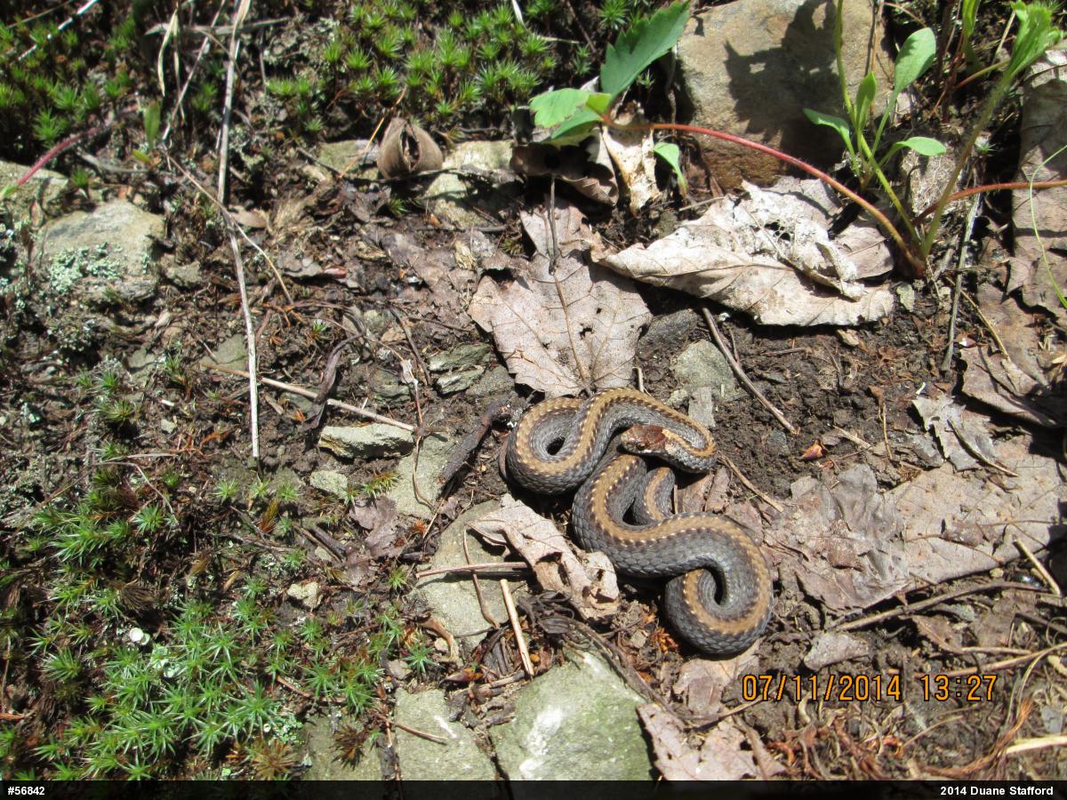 Red-bellied Snake
