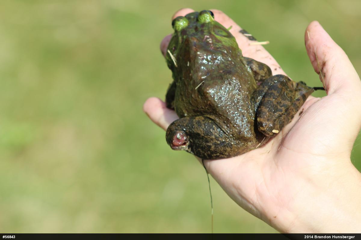 American Bullfrog