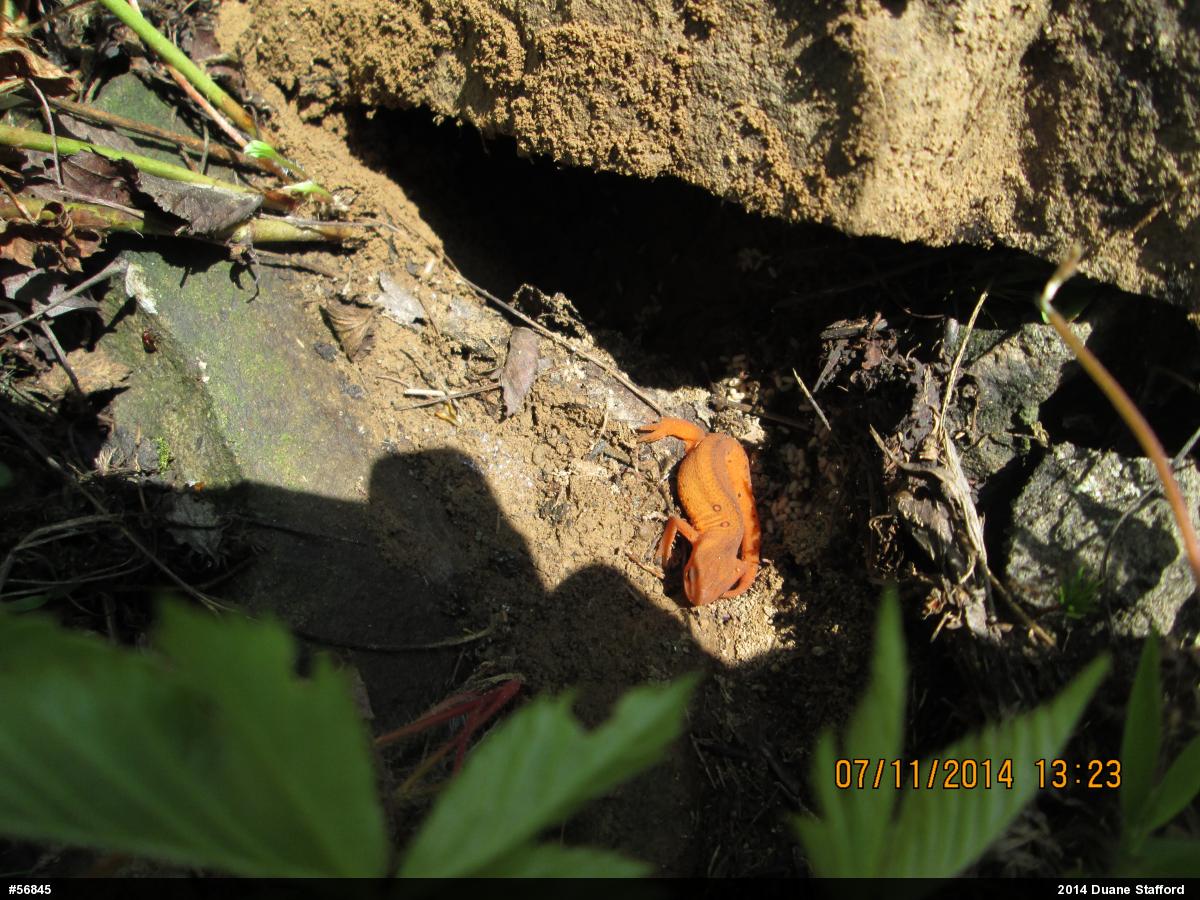 Red-spotted Newt
