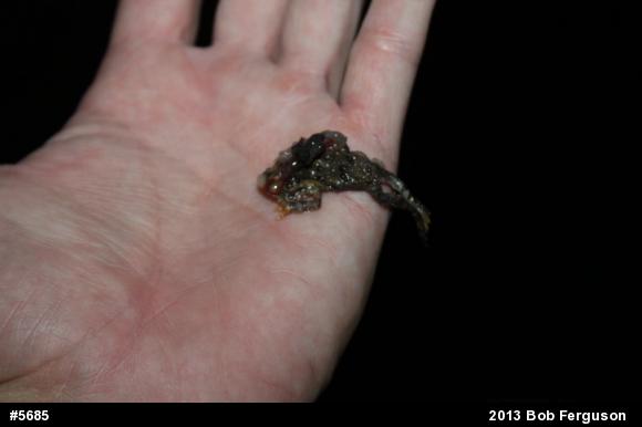 Eastern American Toad