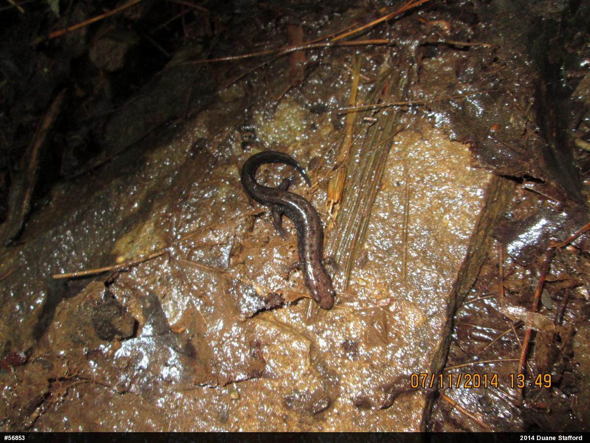Allegheny Mountain Dusky Salamander