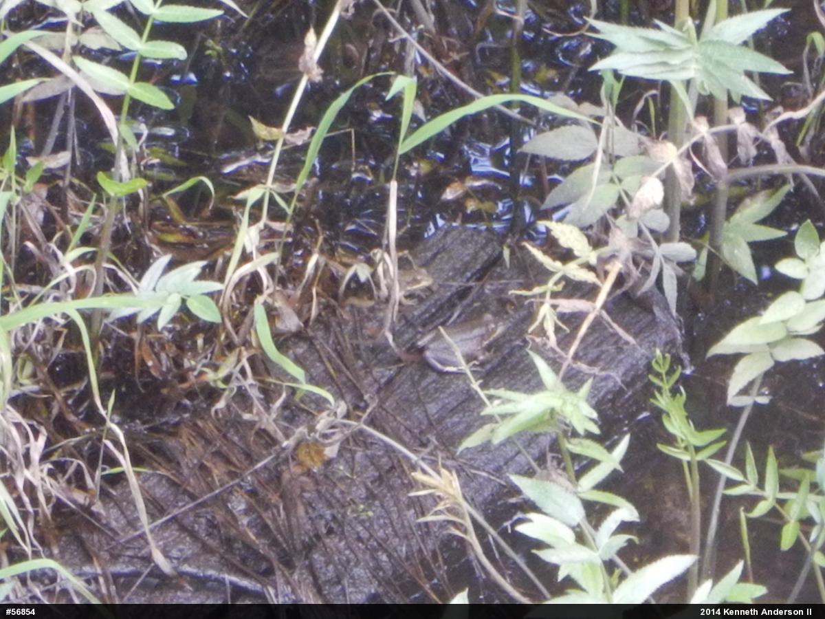 Green Frog