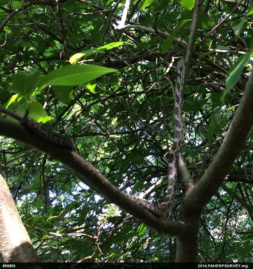 Eastern Ratsnake