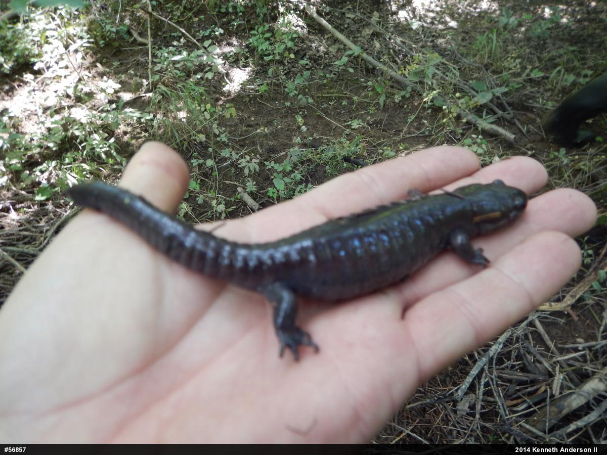 Spotted Salamander