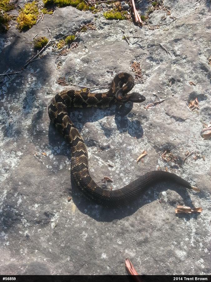 Timber Rattlesnake