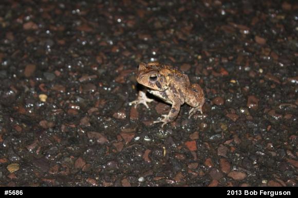Eastern American Toad