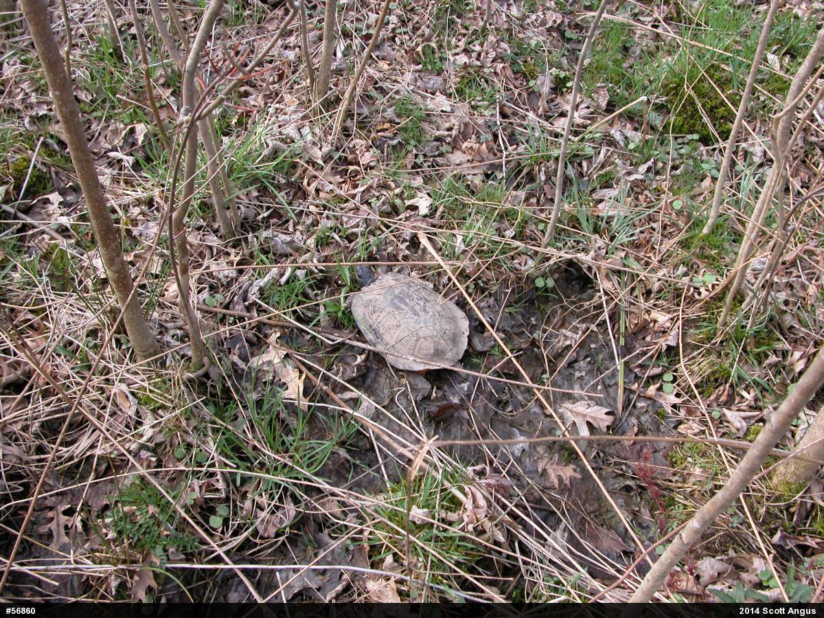 Wood Turtle